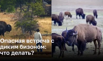 Опасная встреча с диким бизоном: что делать?