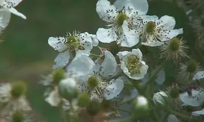 Пчелиная пора