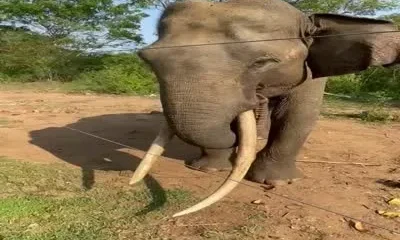 Туристы кормят слонов на Шри-Ланке